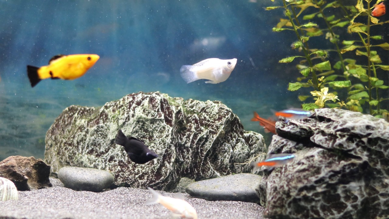 4K Aquarium with Relaxing Water Sounds & Guitar Music | Calm Fish & Deep Relaxation