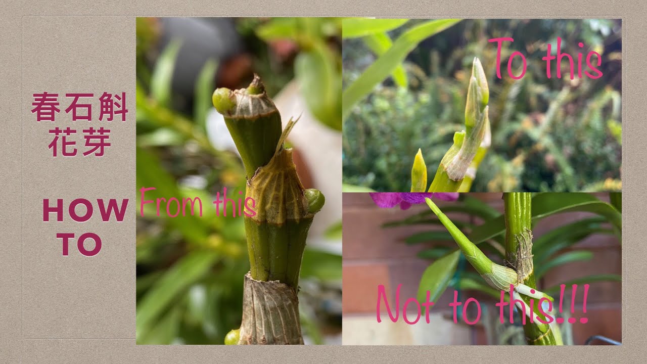 2332 讓春石斛長花芽無高芽的關鍵 how to bud nobile dendrobium to flower without keikis