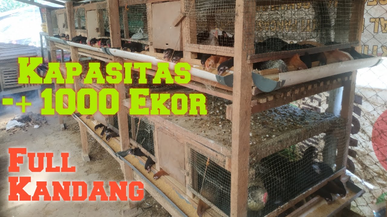 Update Terbaru, Full Kandang Ayam Muatan +- 1000 Ekor / Chicken Coop Charges Nearly a Thousand Tails