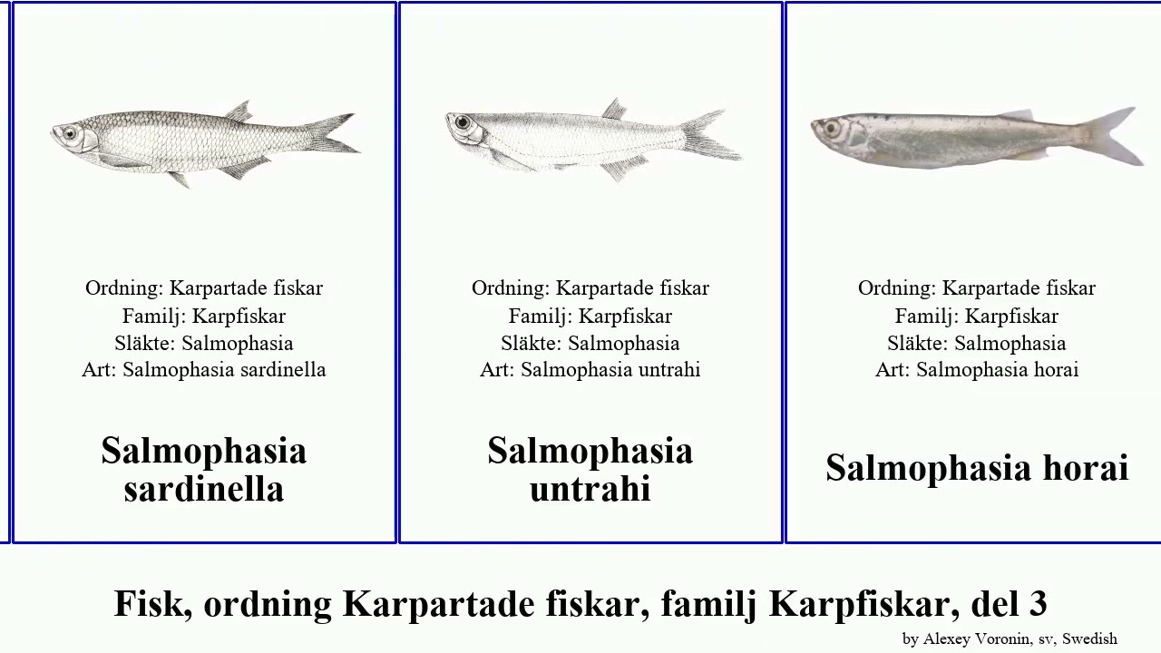 Fisk, ordning Karpartade fiskar, familj Karpfiskar, del 3 puntius salmophasia rasbora rhinichthys