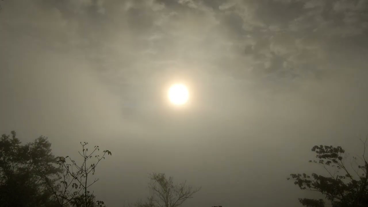 魚池茶園的晨陽