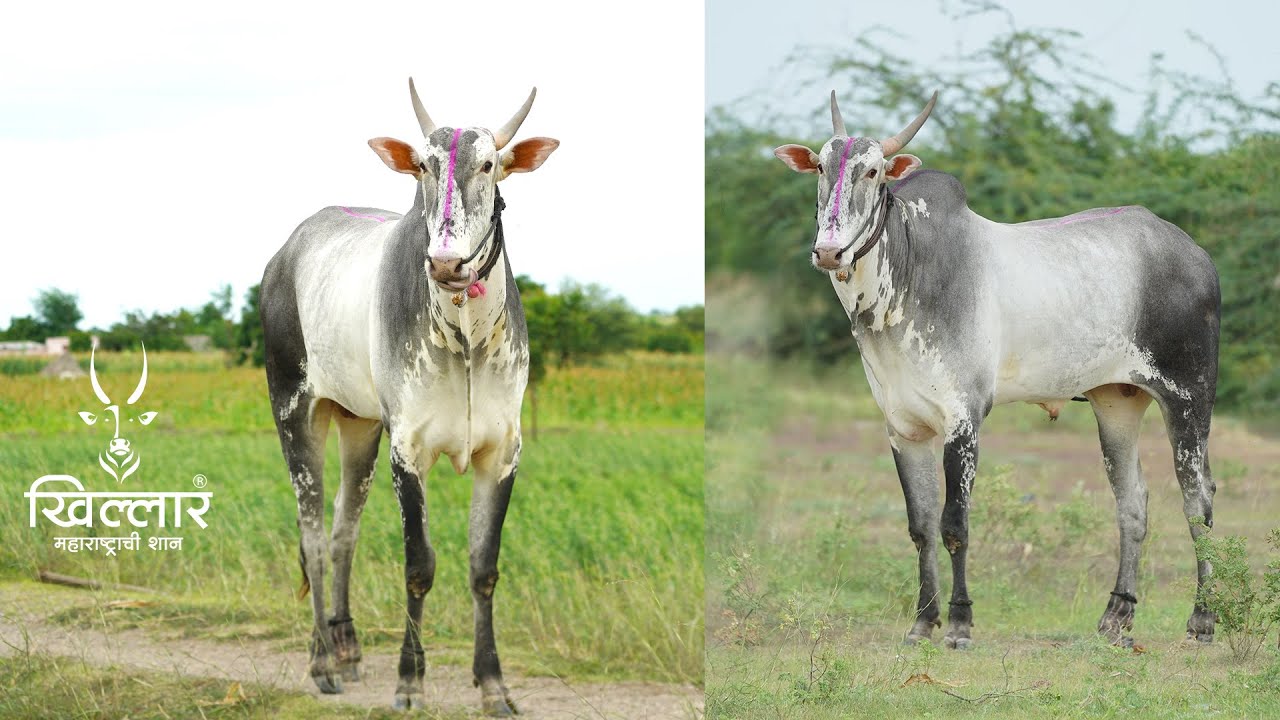 नादखुळा वळू माडग्याळ | Khillar Maharashtrachi Shaan | 2021