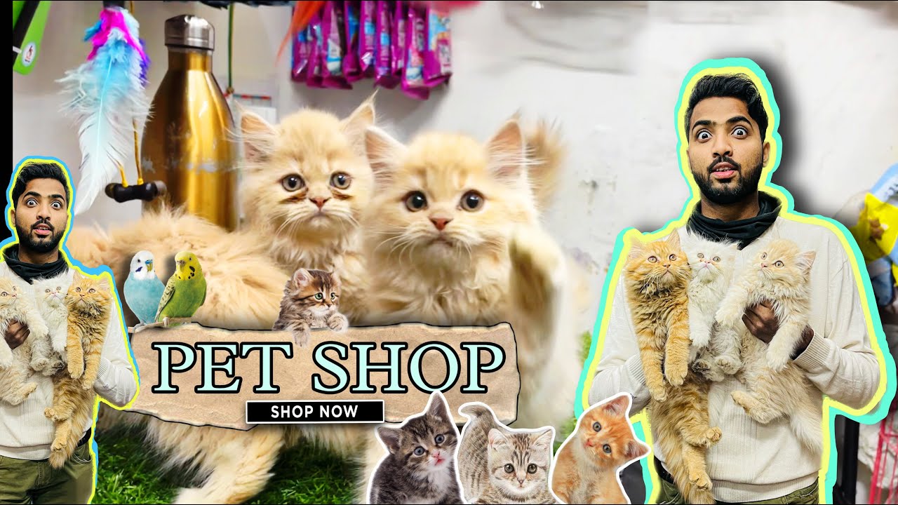 (Delhi) Cheap Price Cat Market | Jafrabad Pet Market | Buying Rs -6000 |  Persian Cat | In India