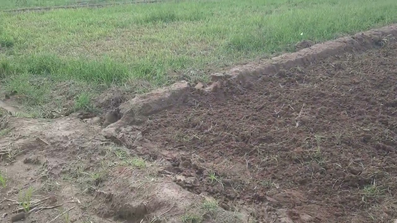 cara mudah olah tanah buat tanam padi gogo boz yg lagi viral