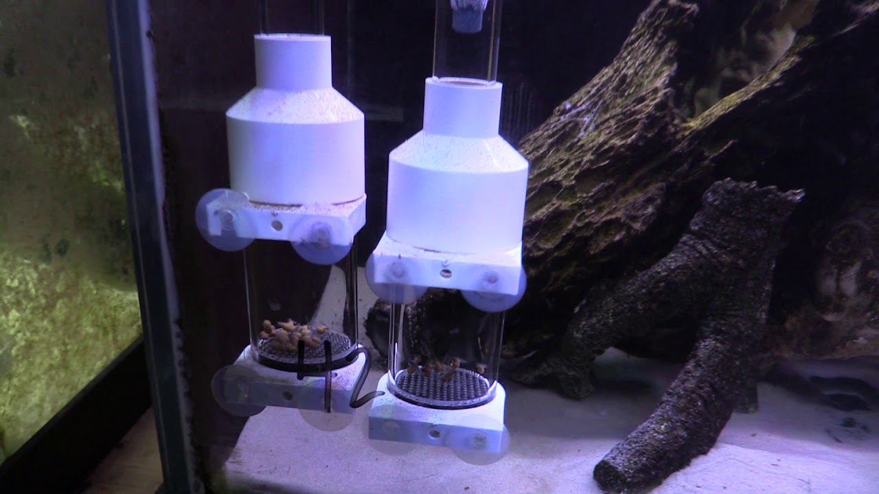 Tropheus fish room tour update 4/28/2019