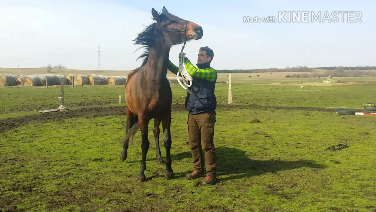 Ló gond, nem gond - Fejféltés, Fortuna