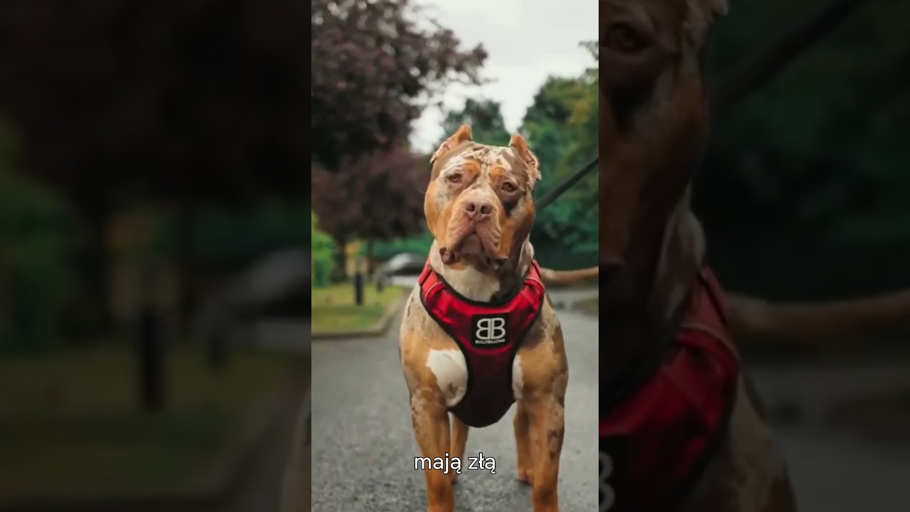 Pit Bull: Fakty i Mity &ndash; 3 Plusy i 3 Minusy! 🐾🔥#shorts