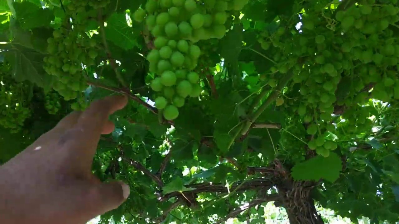 بناء على طلب المتابعين في القناة آية المقصود من التوريق في العنب 🍇