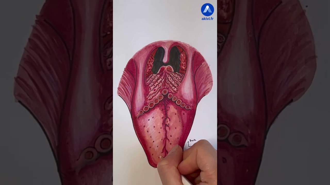 Anatomie de la langue humaine #shorts
