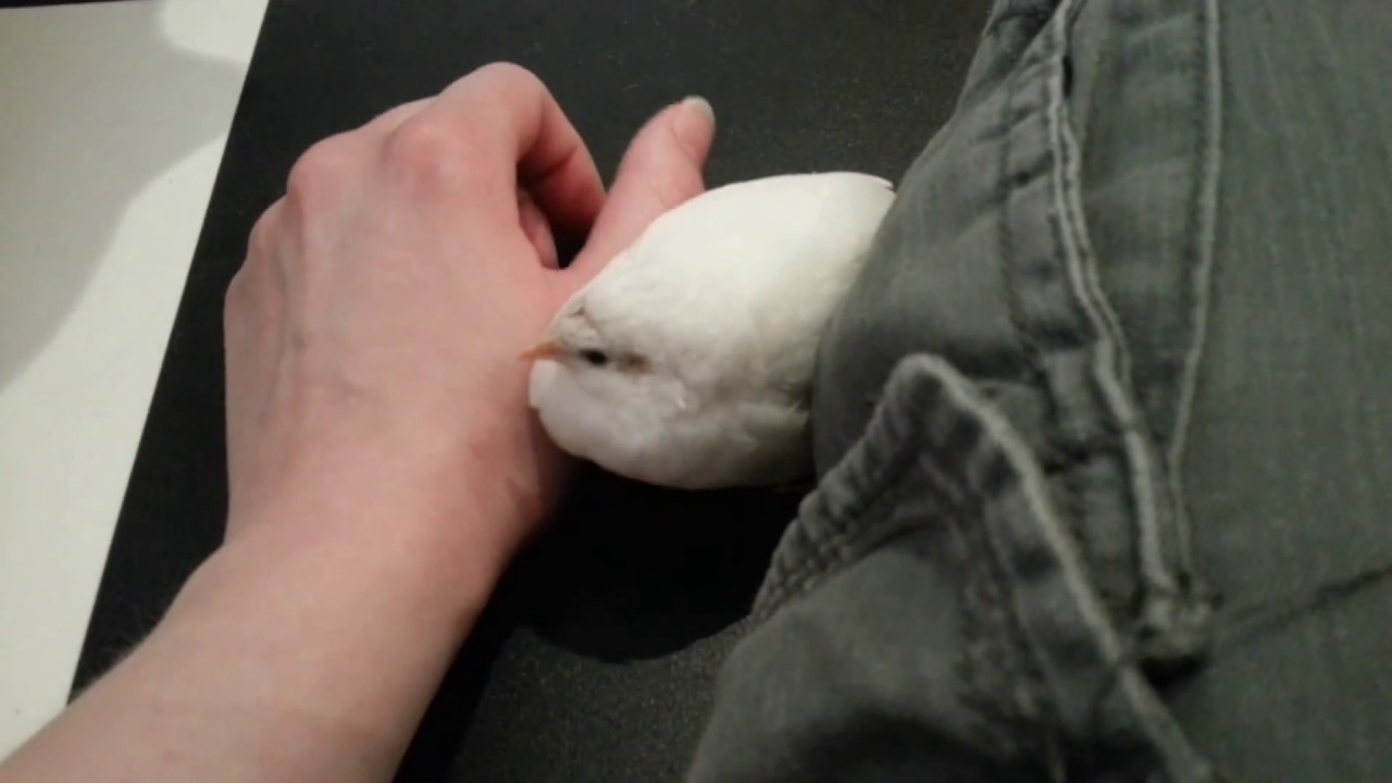 Widget Being Cute - Tame Button Quail