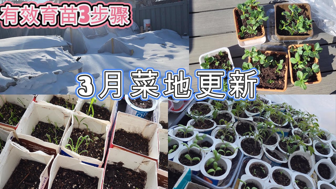 如何有效的在室内快速育苗？3个步骤/方法分享给大家😘从此再没有不发芽的种子啦👍爱蒙顿天气回暖啦🔅久等的菜地更新也来啦🥰今年目标是在zone3地带种出各种家庭蔬菜瓜果🤣
