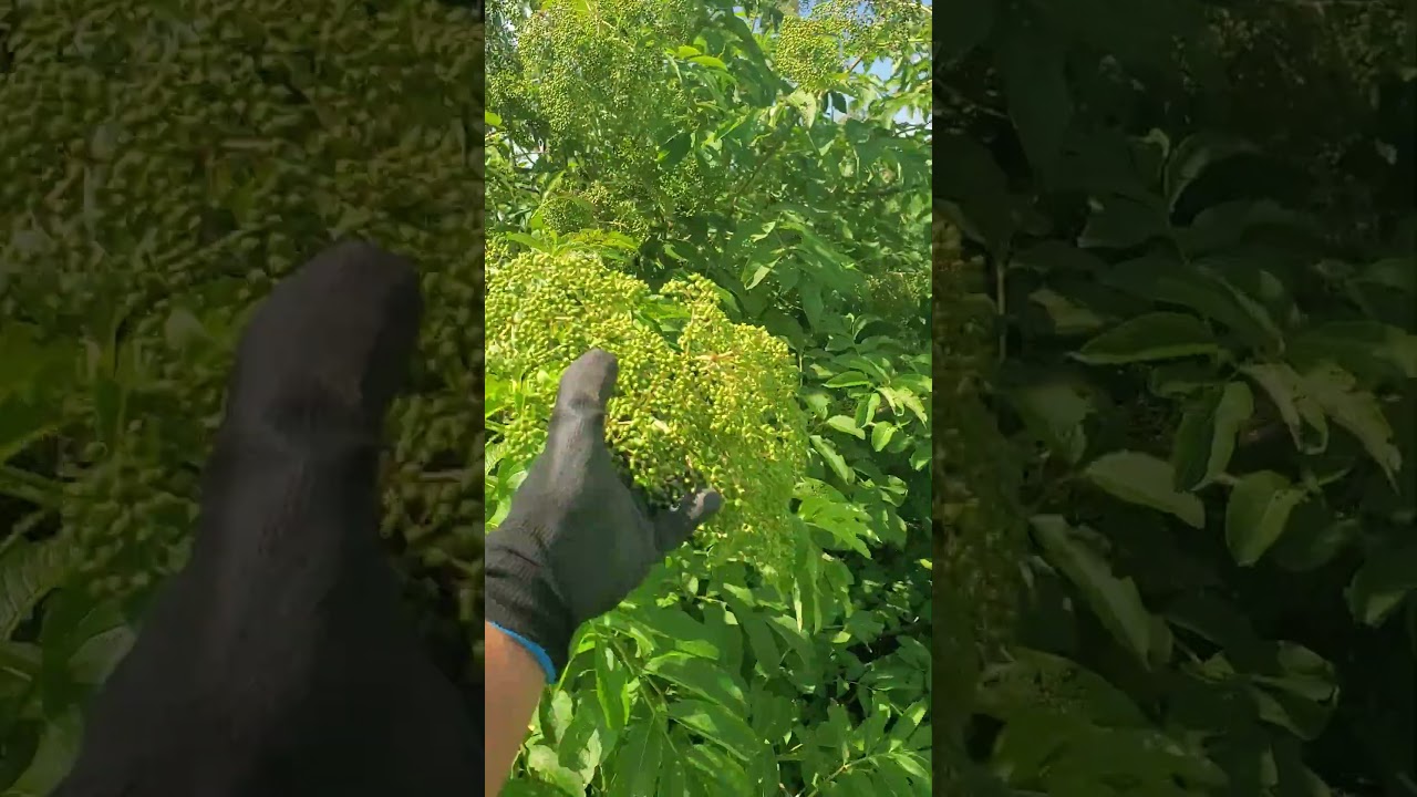 ELDERBERRY update 4SL😘