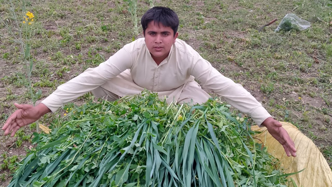 bhains ka chara 🐃🐂🐂