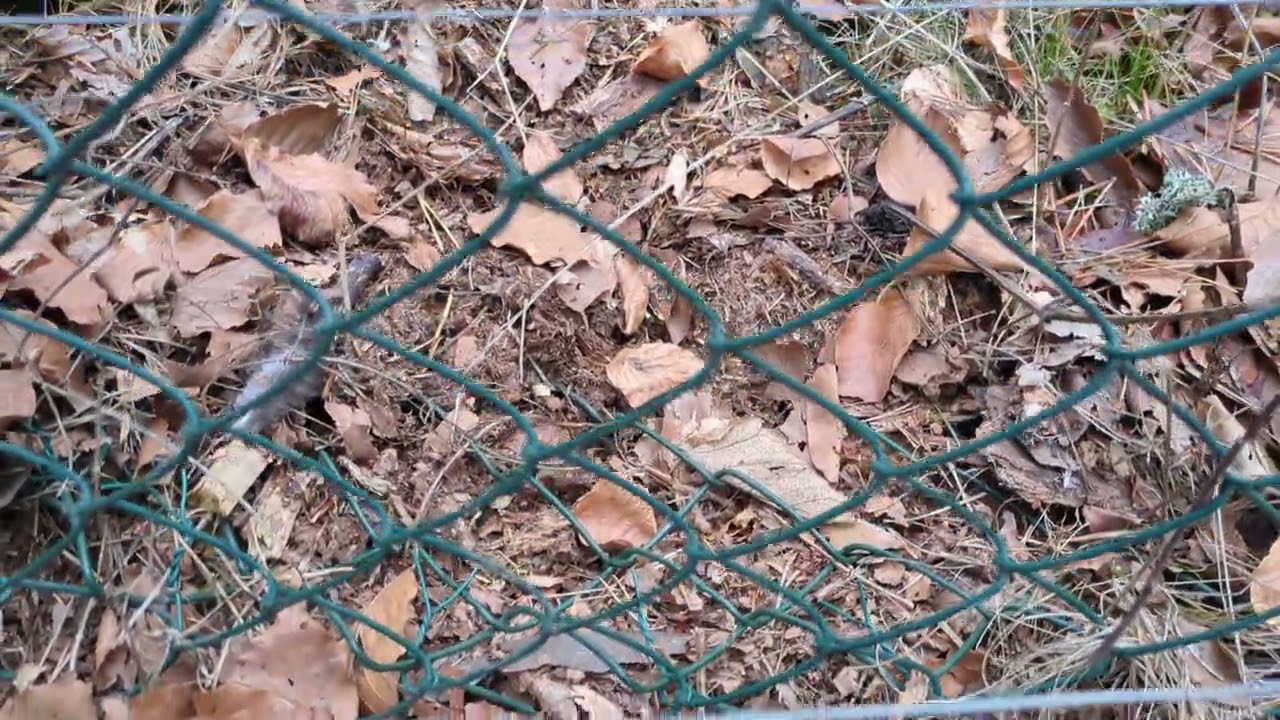 Protections contre les prédateurs