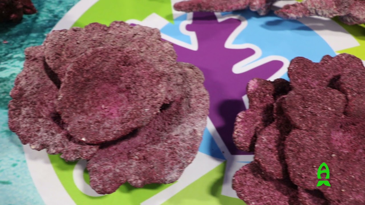 Real Reef Rock at Reef-A-Palooza New York 2021
