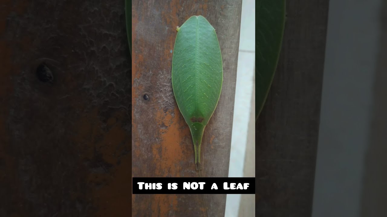 This is NOT a Leaf. The Leaf Insects