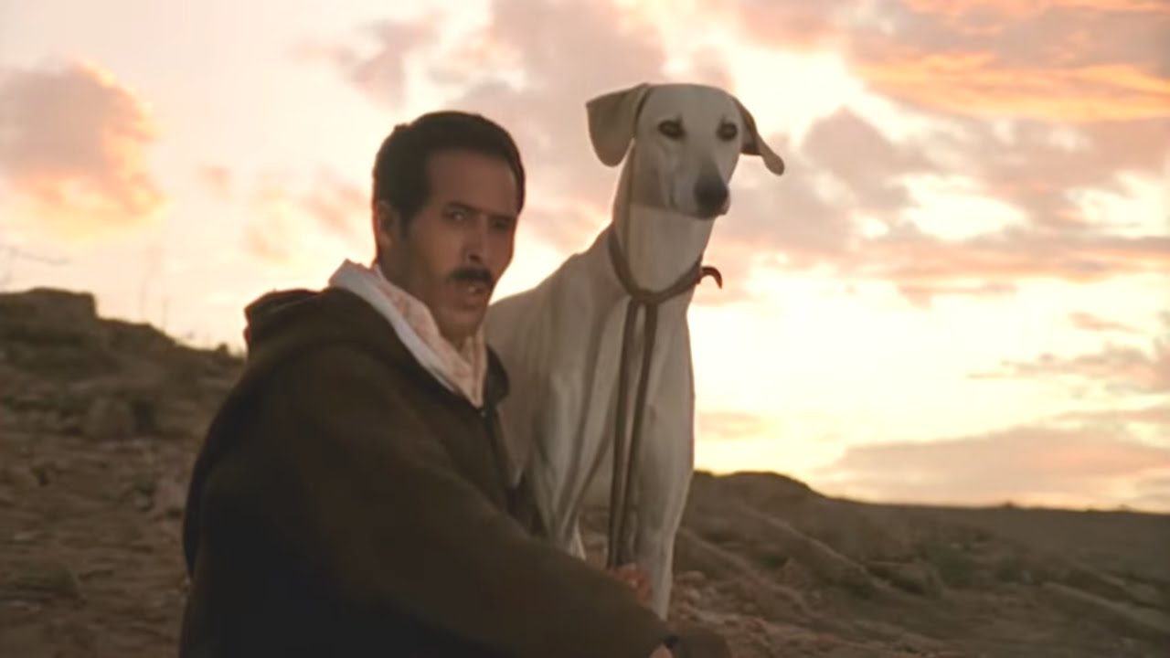 Слугис, марокканская борзая