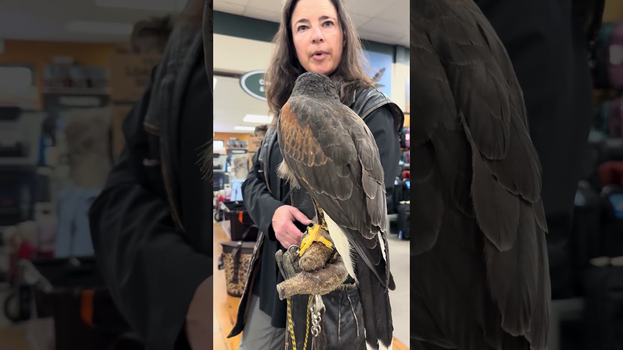 #ColoradoHawkingClub