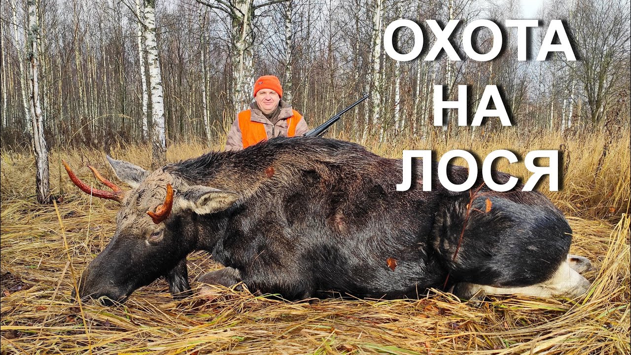 ОХОТА НА ЛОСЯ. Мосинка это сила...