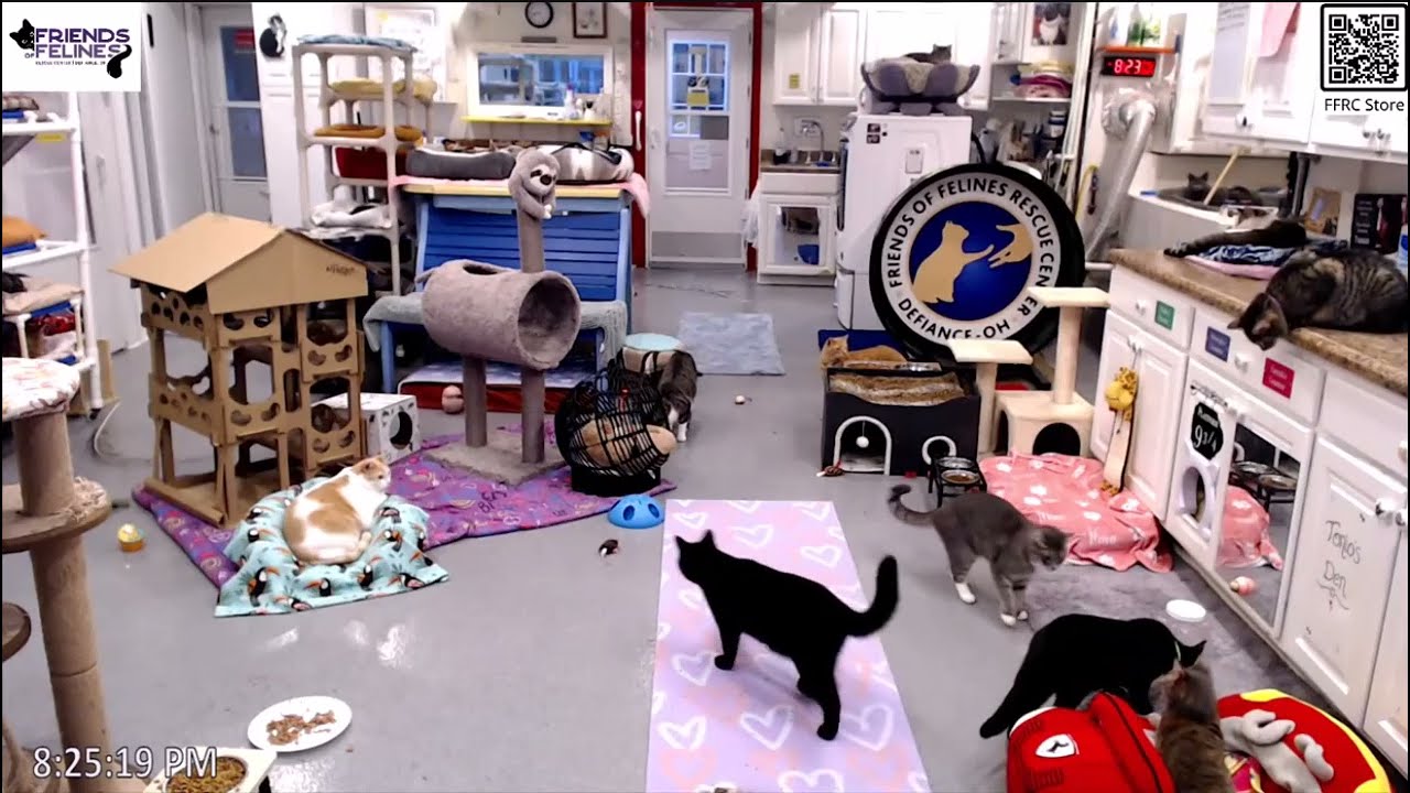 Cheerio Strikes Again!!   Friends of Felines Rescue Center (FFRC)