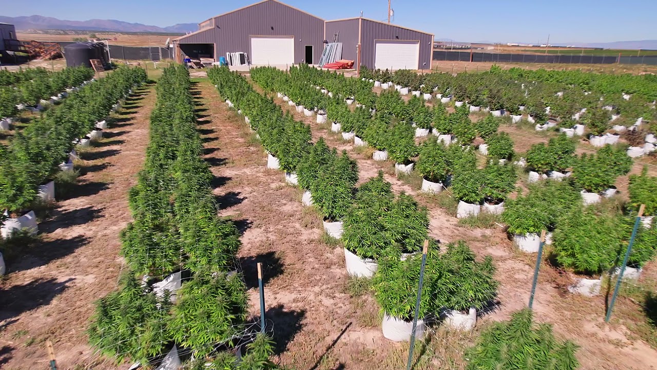 Pueblo Colorado Cannabis Cultivation Drone Tour