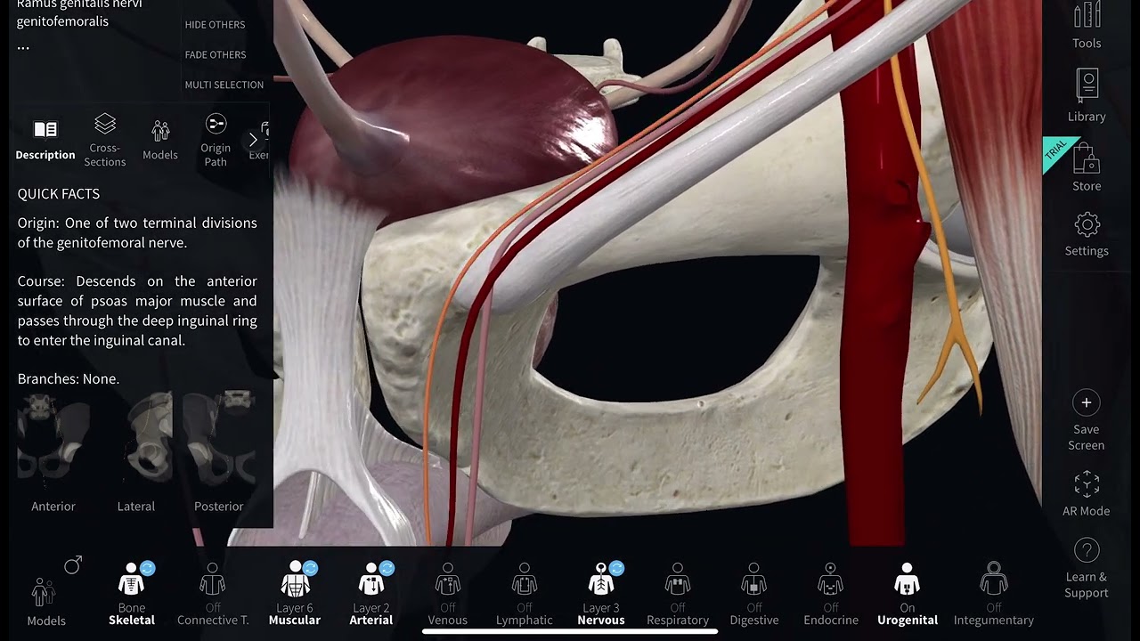 Anatomy of ￼Genitofemoral nervec