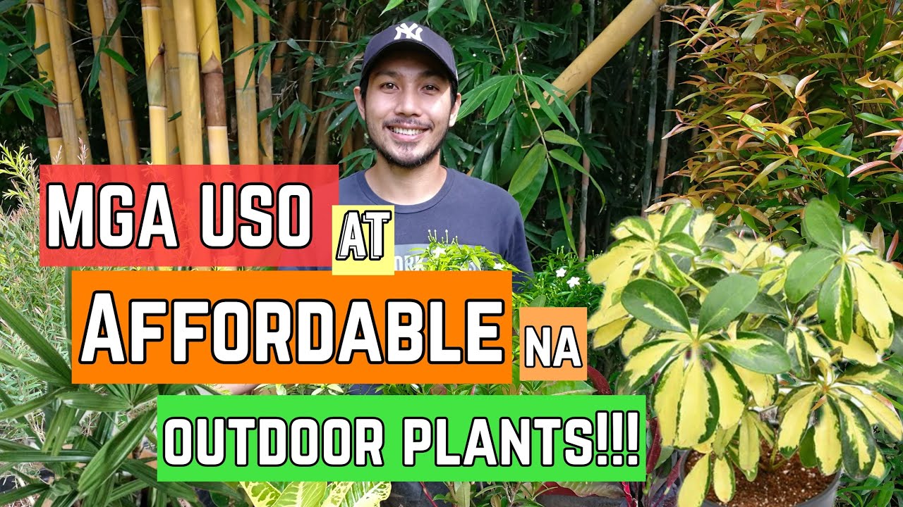 MGA USO AT AFFORDABLE NA OUTDOOR PLANTS!