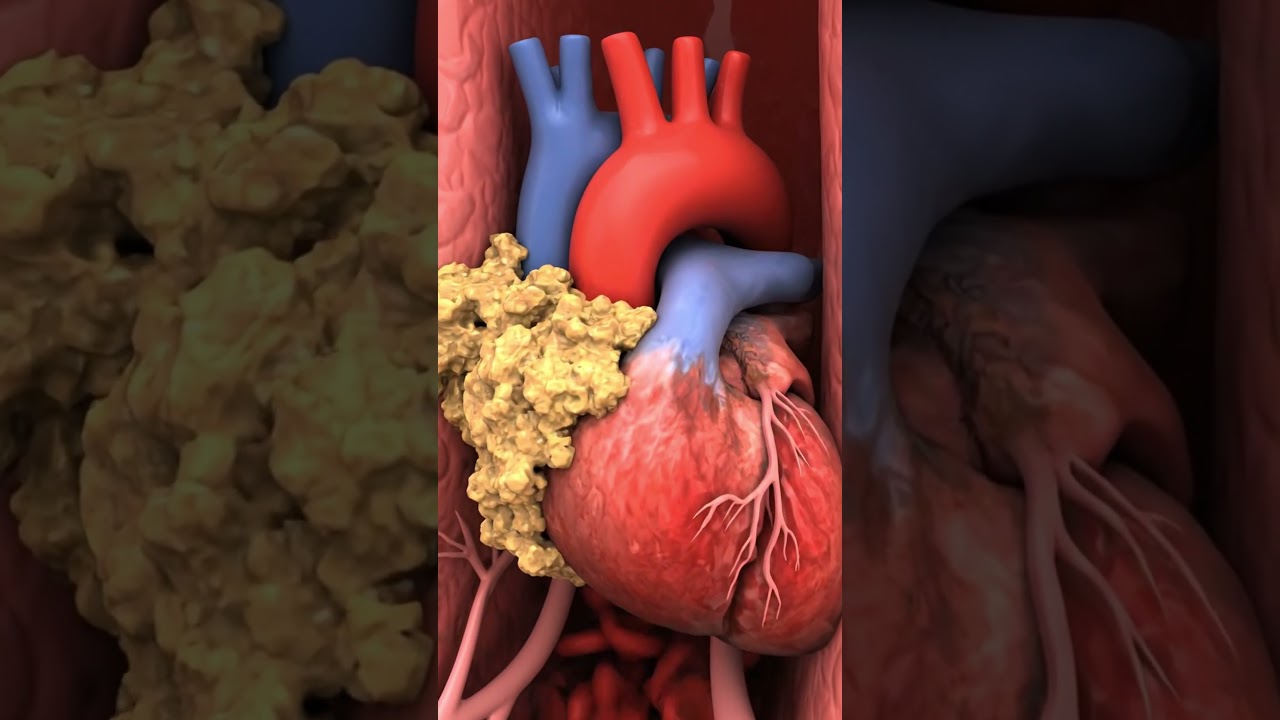 How Smoking Cigarettes Slowly Destroys Your Body | Lungs, Brain, Skin & Blood|Human Anatomy