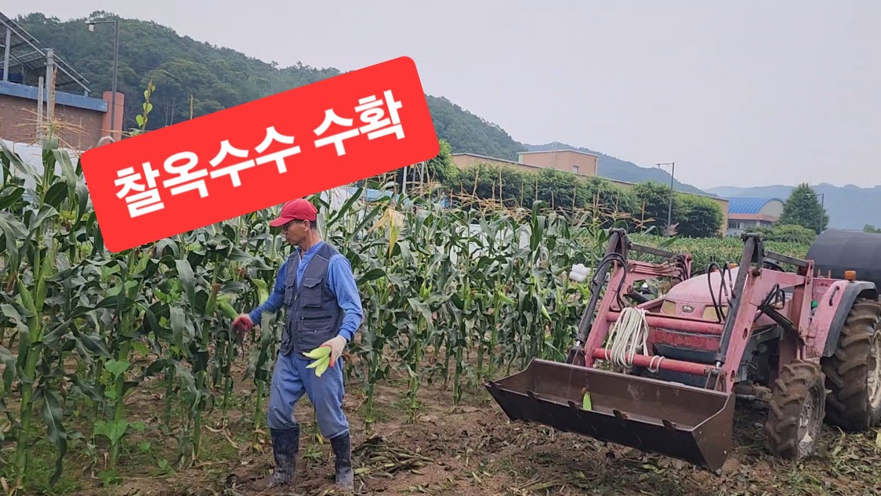 찰옥수수 수확 하기(2025년 7월 14일)