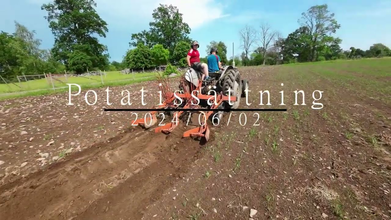 Potatissättning 2024 Med Grålle och Volvo krabat