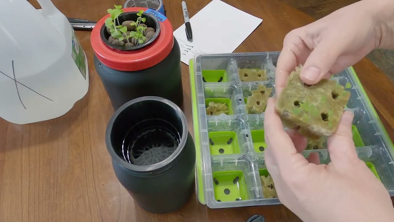 Kratke Hydroponics Update - Garden Tour - Winter Sowing #hydroponics #gardening  #microdwarf2526