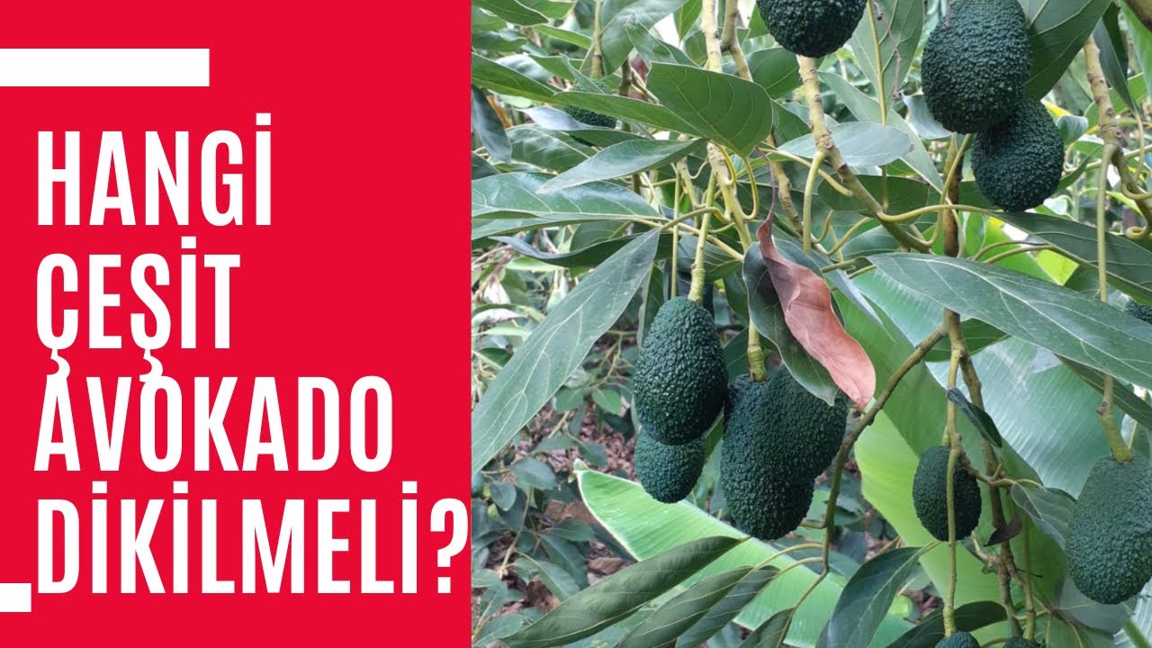 Avokado Çeşit Seçimi - Hangi Çeşit Avokado Dikilmeli? - Hass Avokado
