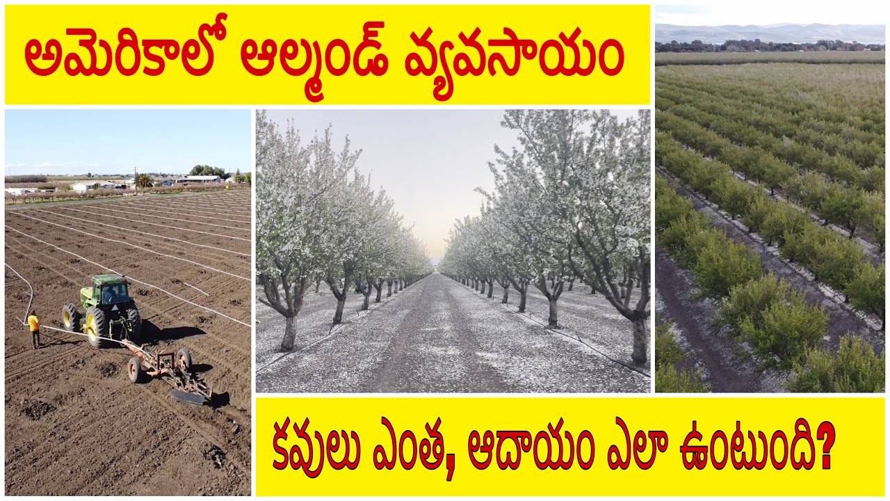 కాలిఫోర్నియాలో వేల ఎకరాల్లో పండిస్తున్న పంట|| California Almonds farming | Telugu vlogs #villageshow