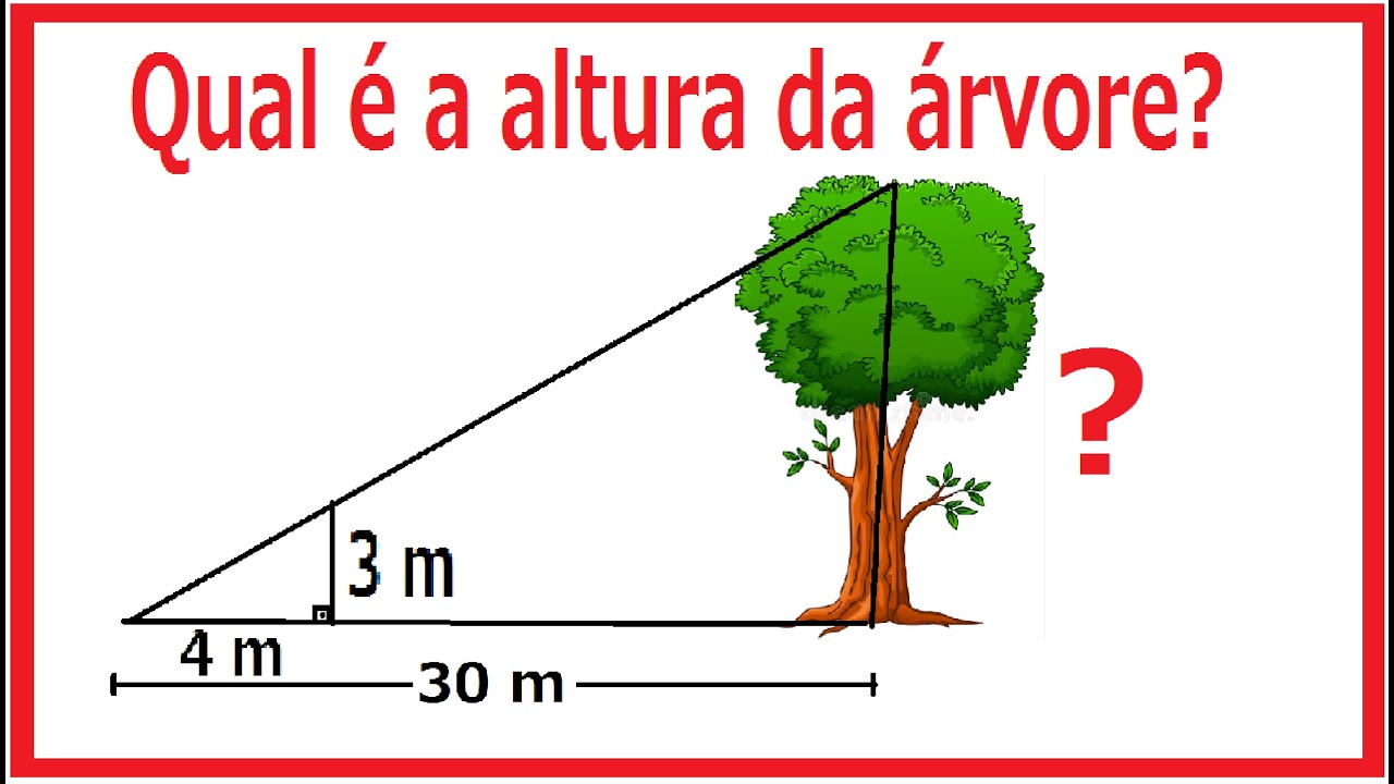 QUAL É A ALTURA DA ÁRVORE ?
