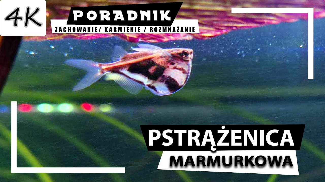 PSTRĄŻENICA Marmurkowa - Kompletny Poradnik! [4K]