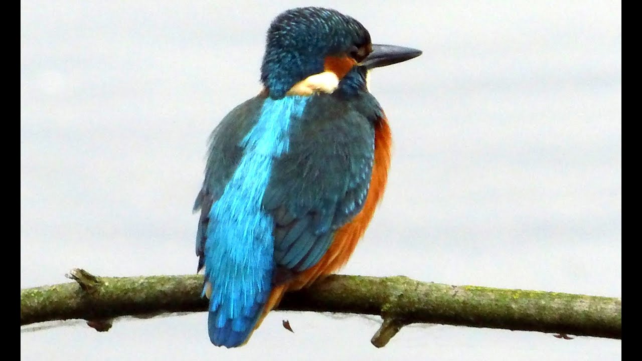 ijsvogel 2024 03 14 hd