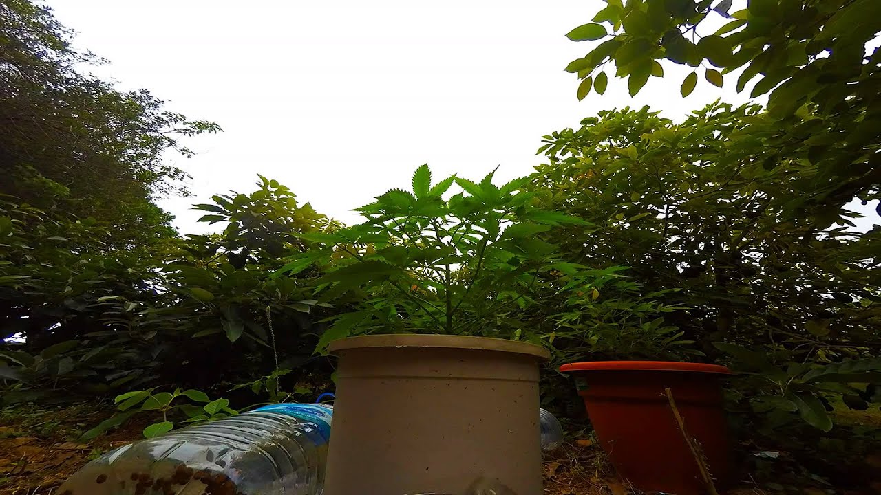 Cannalapse