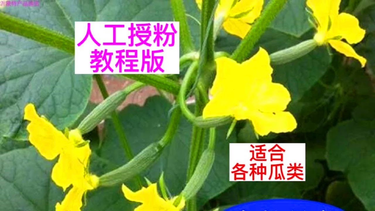 黄瓜西瓜等瓜类，手把手教你人工授粉，雌花雄花只开一种怎么办？