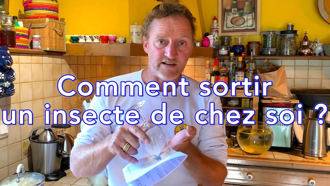 Comment sortir un insecte de chez soi ? avec l'abeille charpentière - Les tutos d'Etienne # 3