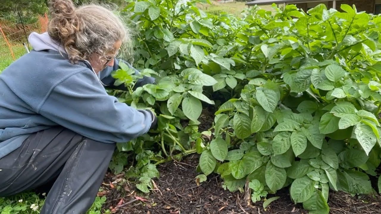 A Sneak Peek at the Potato Patch with a Harvest for Lunch | Permaculture Life
