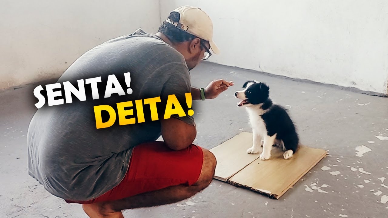 Adestrando filhote de border collie  com apenas 2 meses