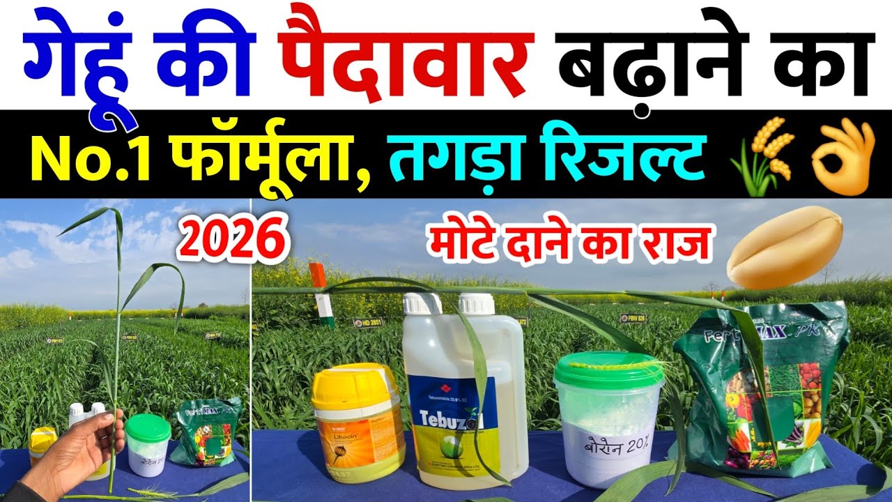 गेहूं की पैदावार बढ़ाने का  No 1 फार्मूला | तगड़ा रिजल्ट | Gehu Ki Kheti 2026 #gehukikheti 🌾👌🔥