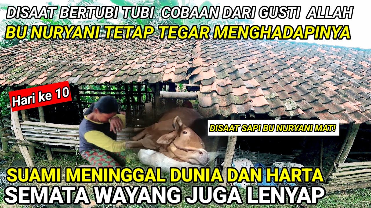 POTRET NYATA DISAAT SUAMI BU NURYANI MENINGGAL dan  SAPI nya BU NURYANI pun JUGA MATI
