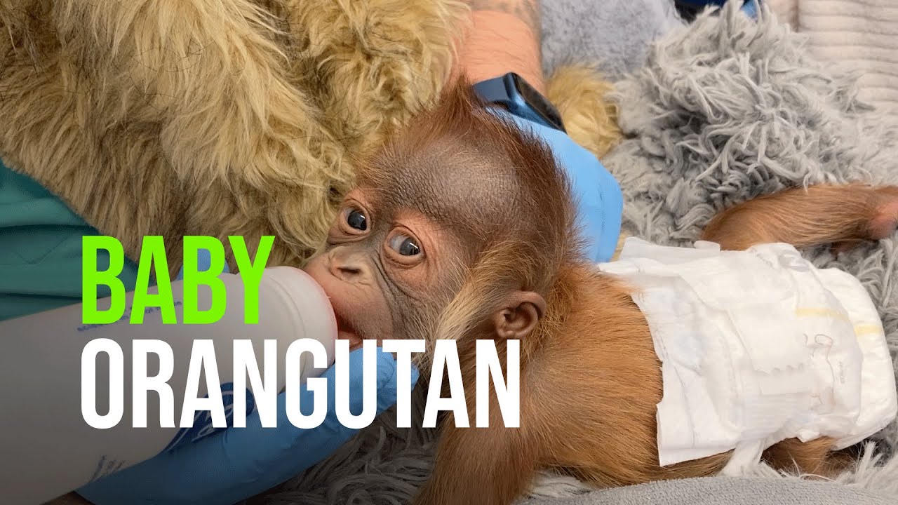 Audubon Zoo Consulting With Children’s Hospital New Orleans To Treat Newborn Orangutan
