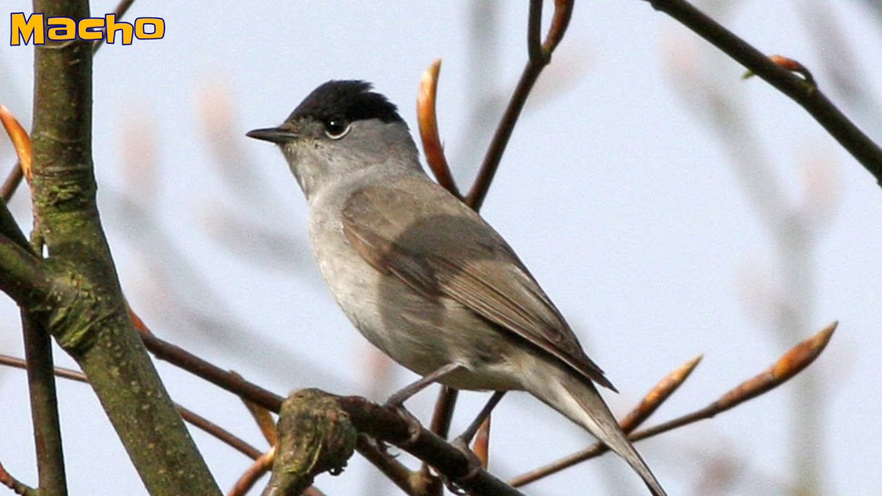 CAPIROTE CANARIO Capirote, Curruca capirotada