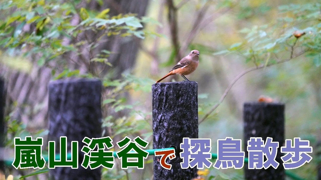 【探鳥散歩】埼玉県比企郡「嵐山渓谷」で出会った野鳥