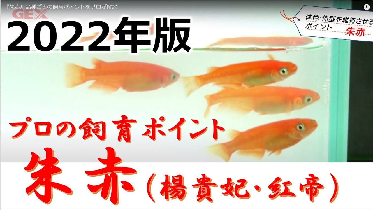 品種別【観賞メダカの飼い方育て方】朱赤（楊貴妃・紅帝）メダカ