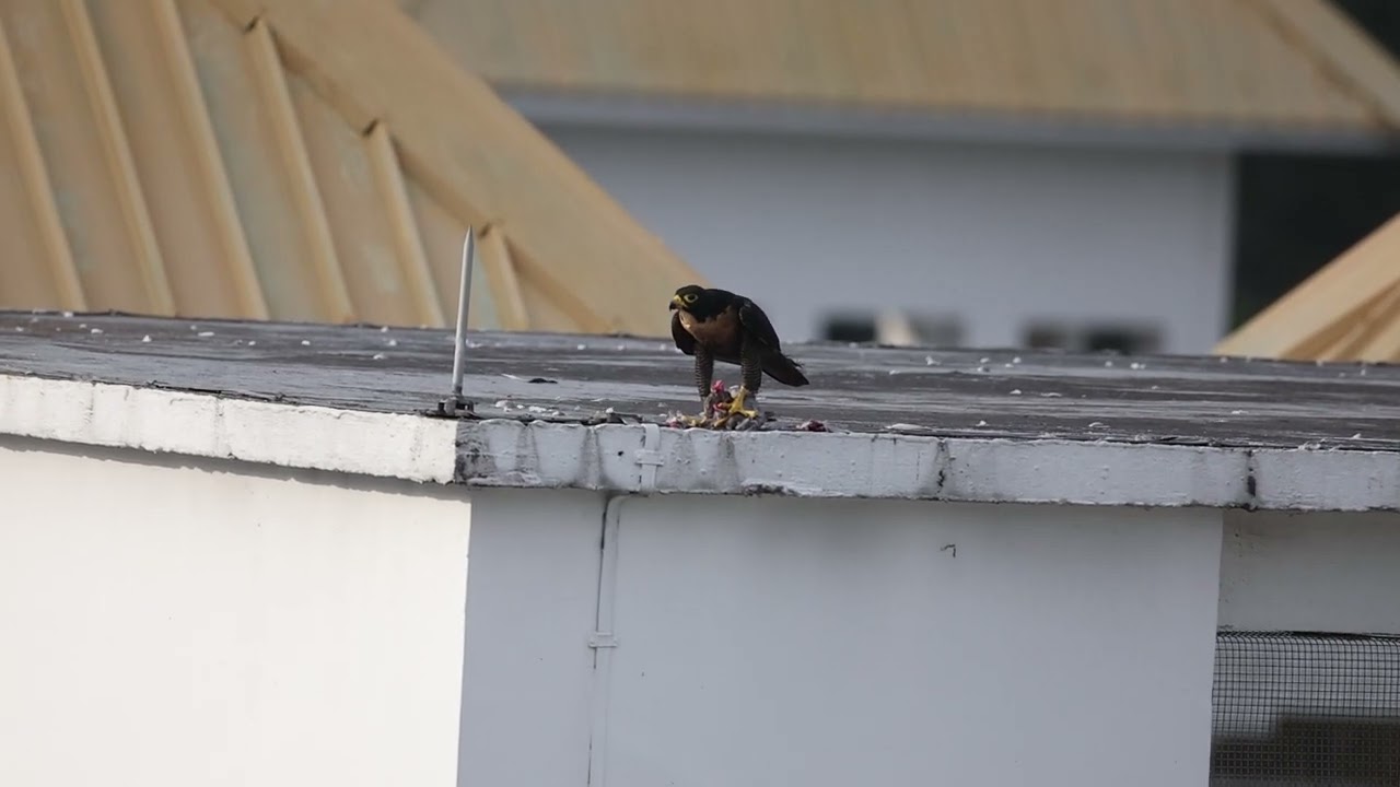 Peregrine Falcon feeding