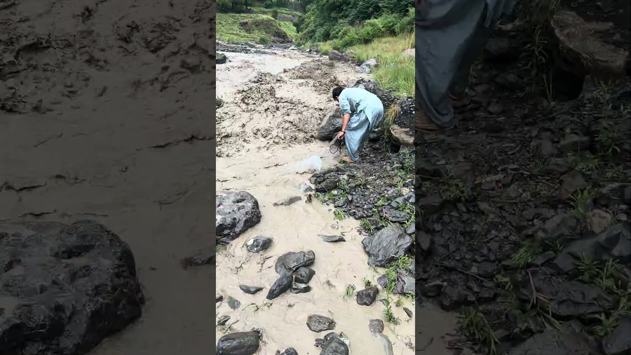 Net casting in powerful flood water  #viralshorts  #Netfishing  #fishing