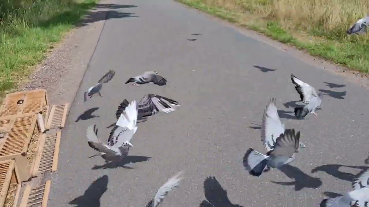 Alttier-Reisesaison 2023 & ihr Ende Teil 1 von 2